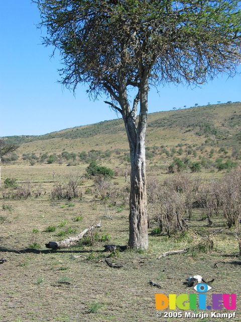 14852 Skull under tree